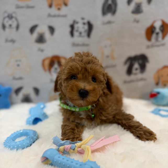 BRUNO (AKC Mini Poodle)