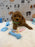 BRUNO (AKC Mini Poodle)