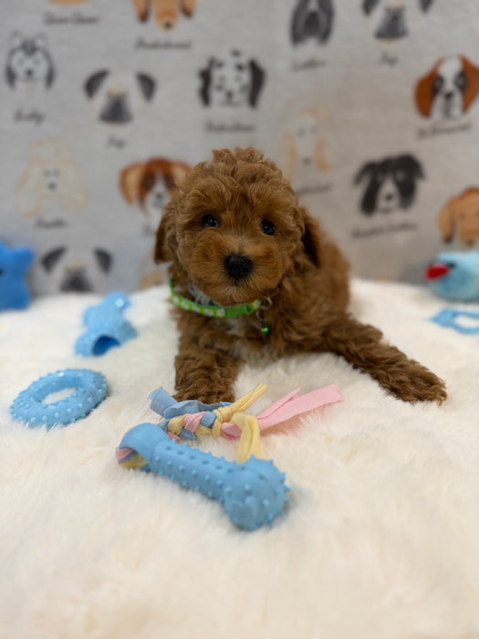 BRUNO (AKC Mini Poodle)