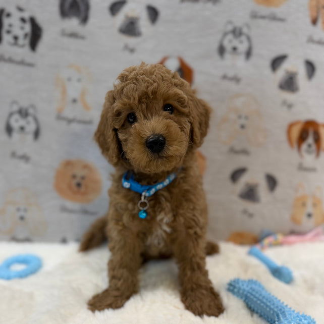 ANGEL (Mini Poodle)