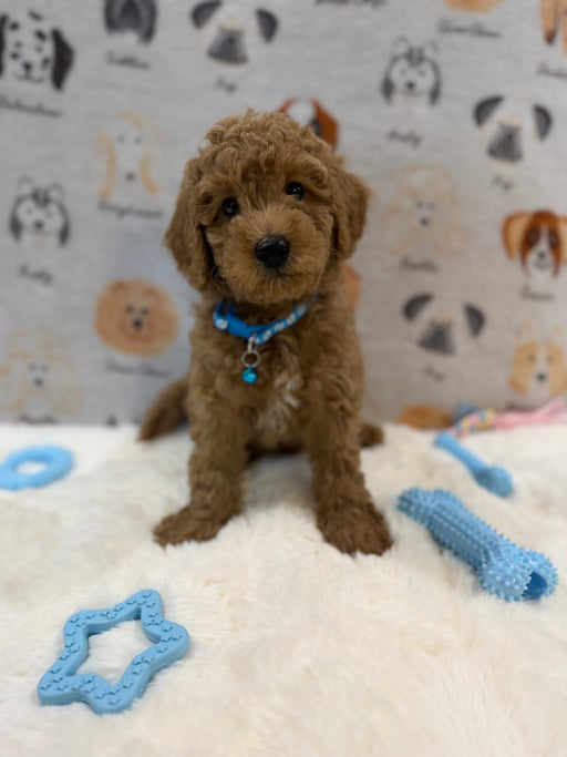 ANGEL (Mini Poodle)