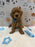 ANGEL (Mini Poodle)
