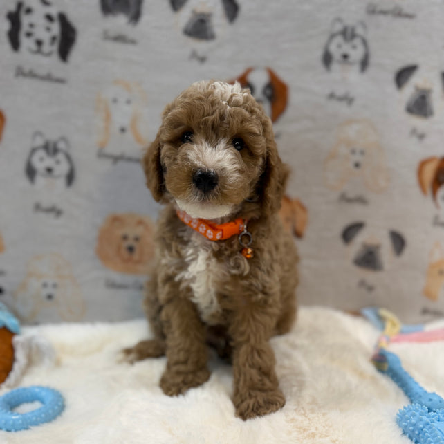 ARON (Mini Poodle)