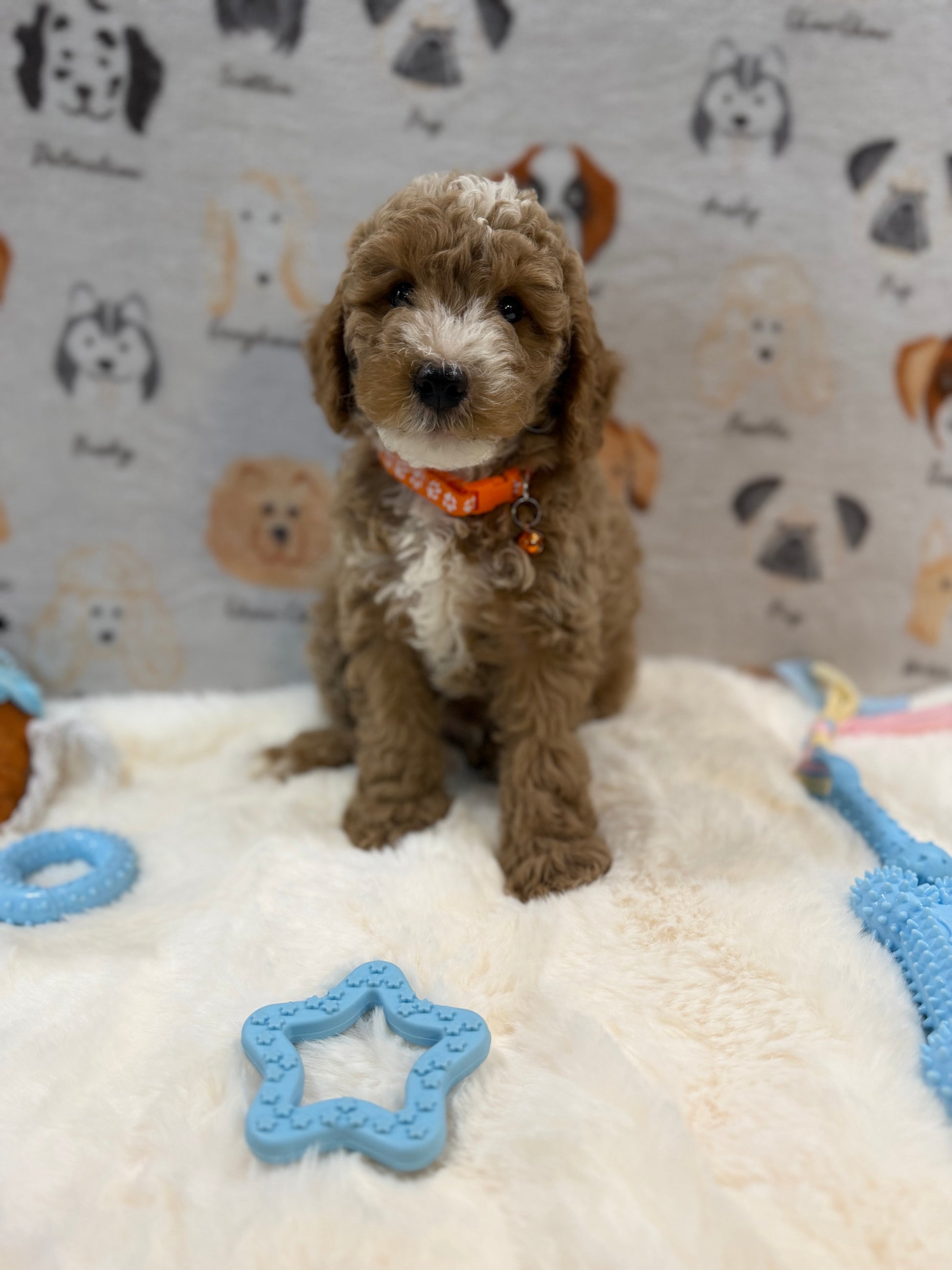 ARON (Mini Poodle)