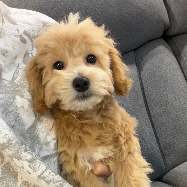 MILO (Bichon-Poodle)