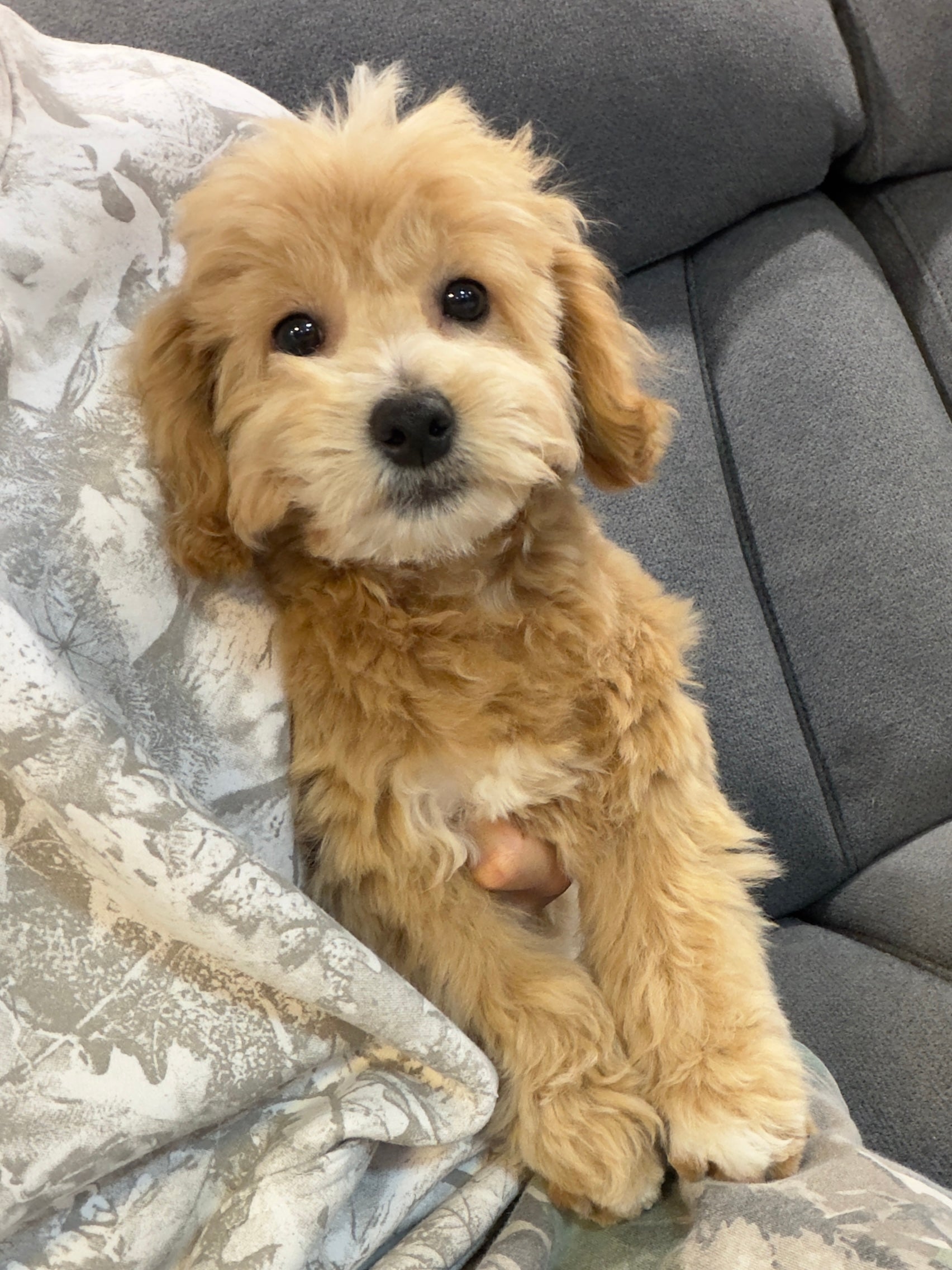MILO (Bichon-Poodle)