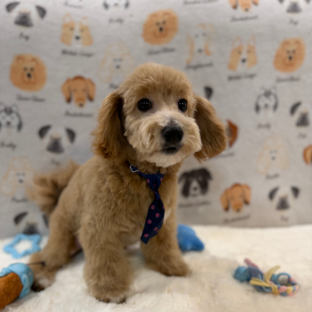 MILO (Bichon-Poodle)