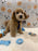 MILO (Bichon-Poodle)