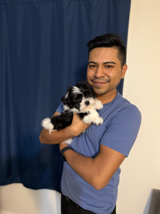 JORDI (Shichon - Teddy Bear)