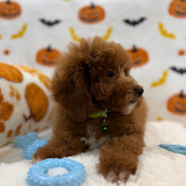 LINO (ACA Mini Poodle)