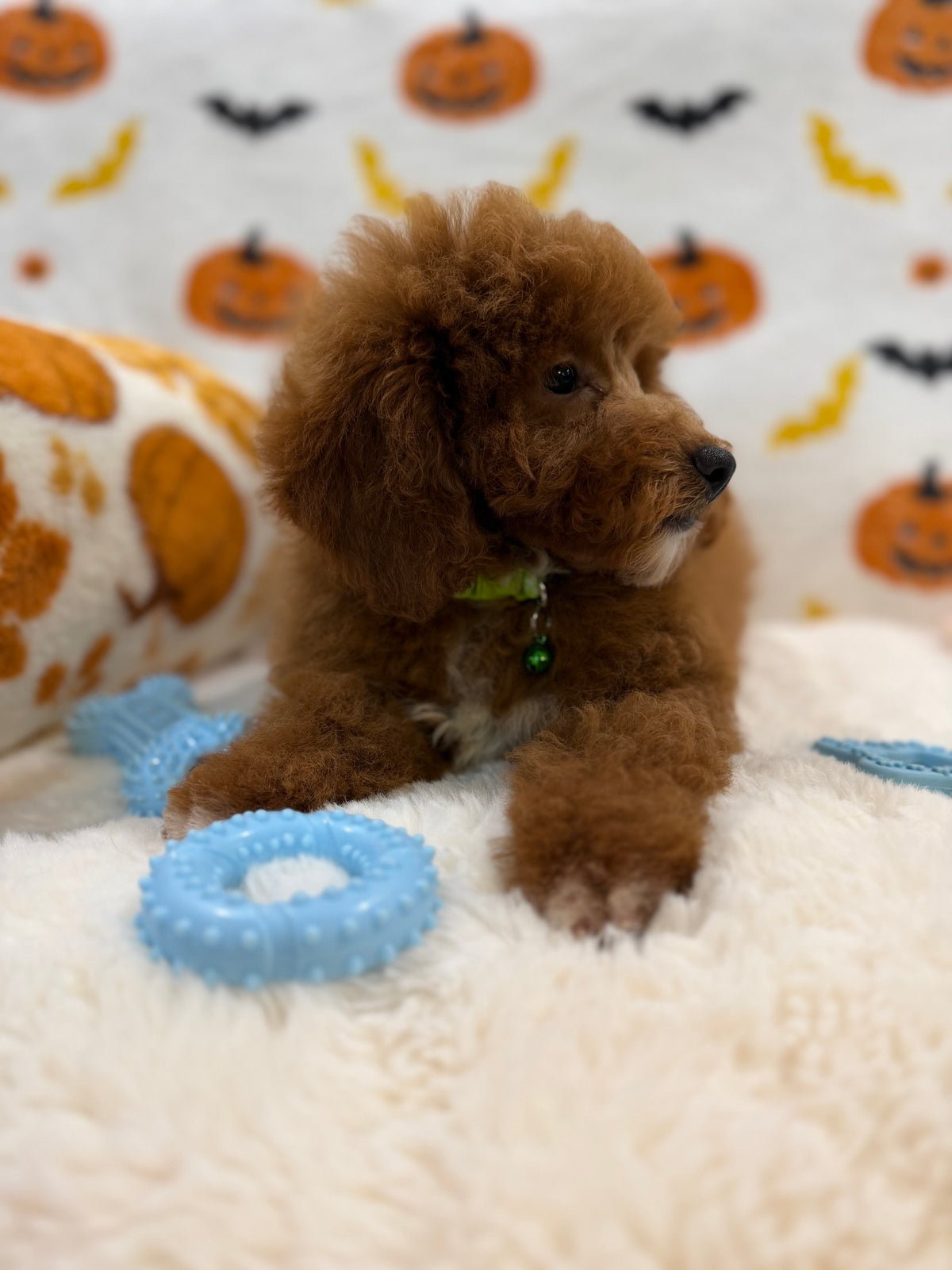 LINO (ACA Mini Poodle)