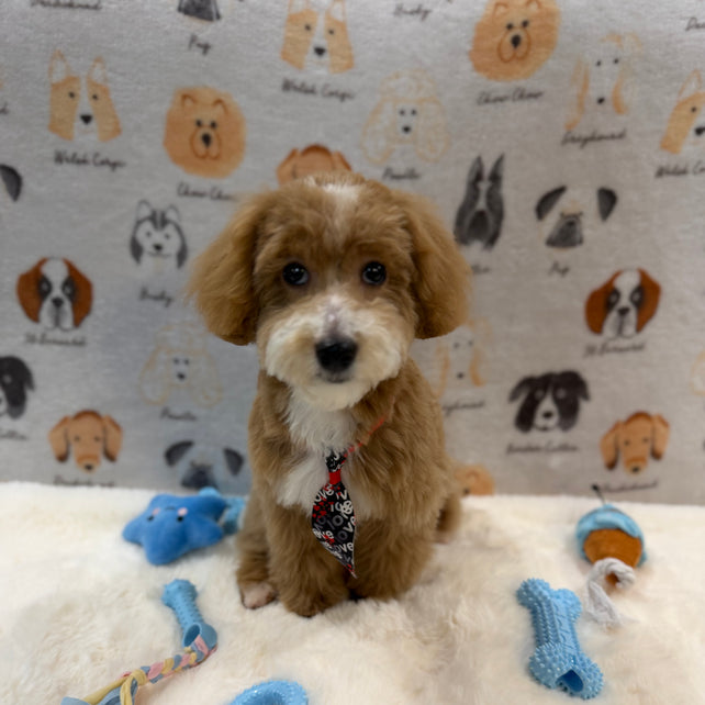 KITH (Maltese-Poodle)