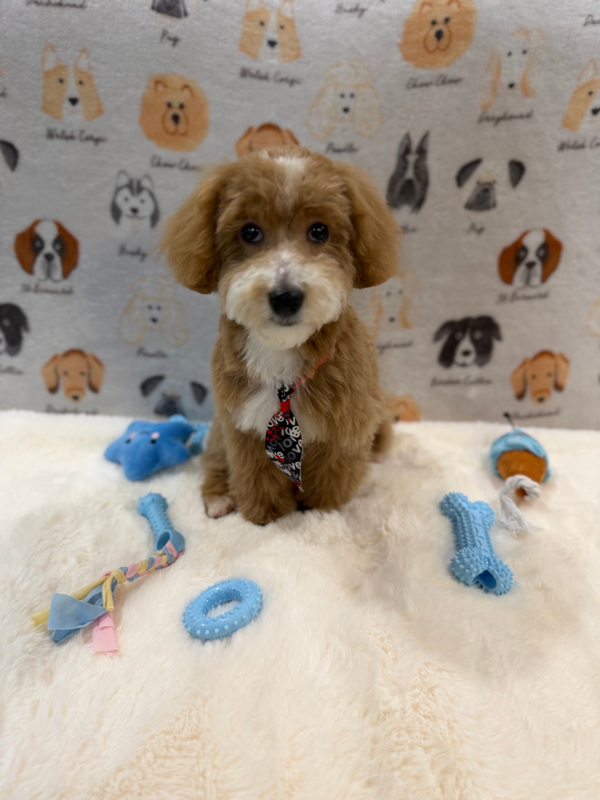 KITH (Maltese-Poodle)