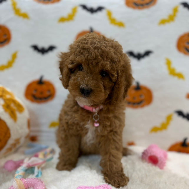 BRITNEY (AKC Mini Poodle)