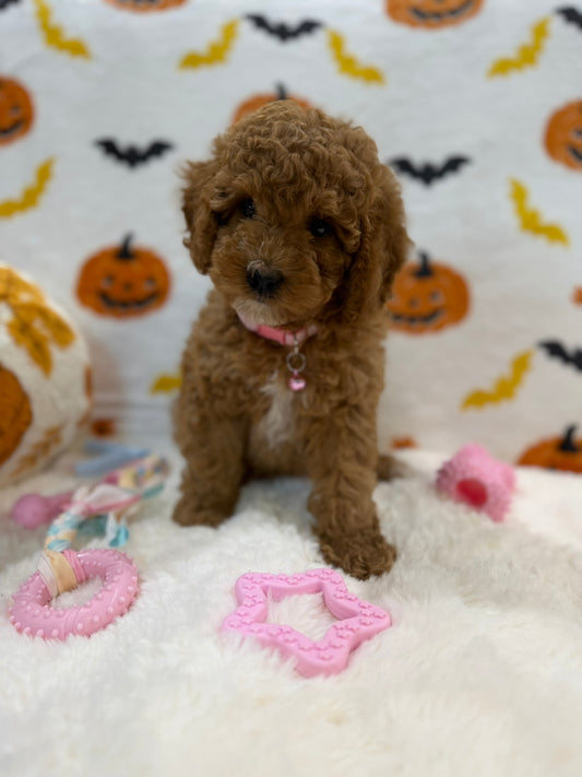 BRITNEY (AKC Mini Poodle)