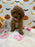 BRITNEY (AKC Mini Poodle)