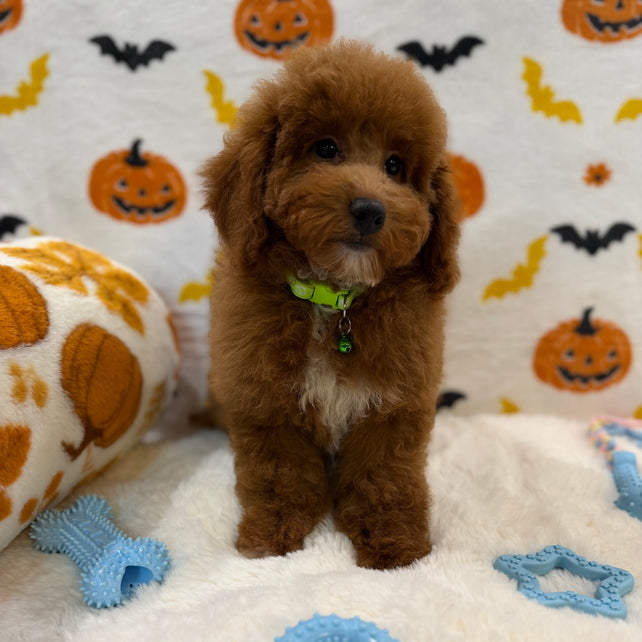 LINO (ACA Mini Poodle)