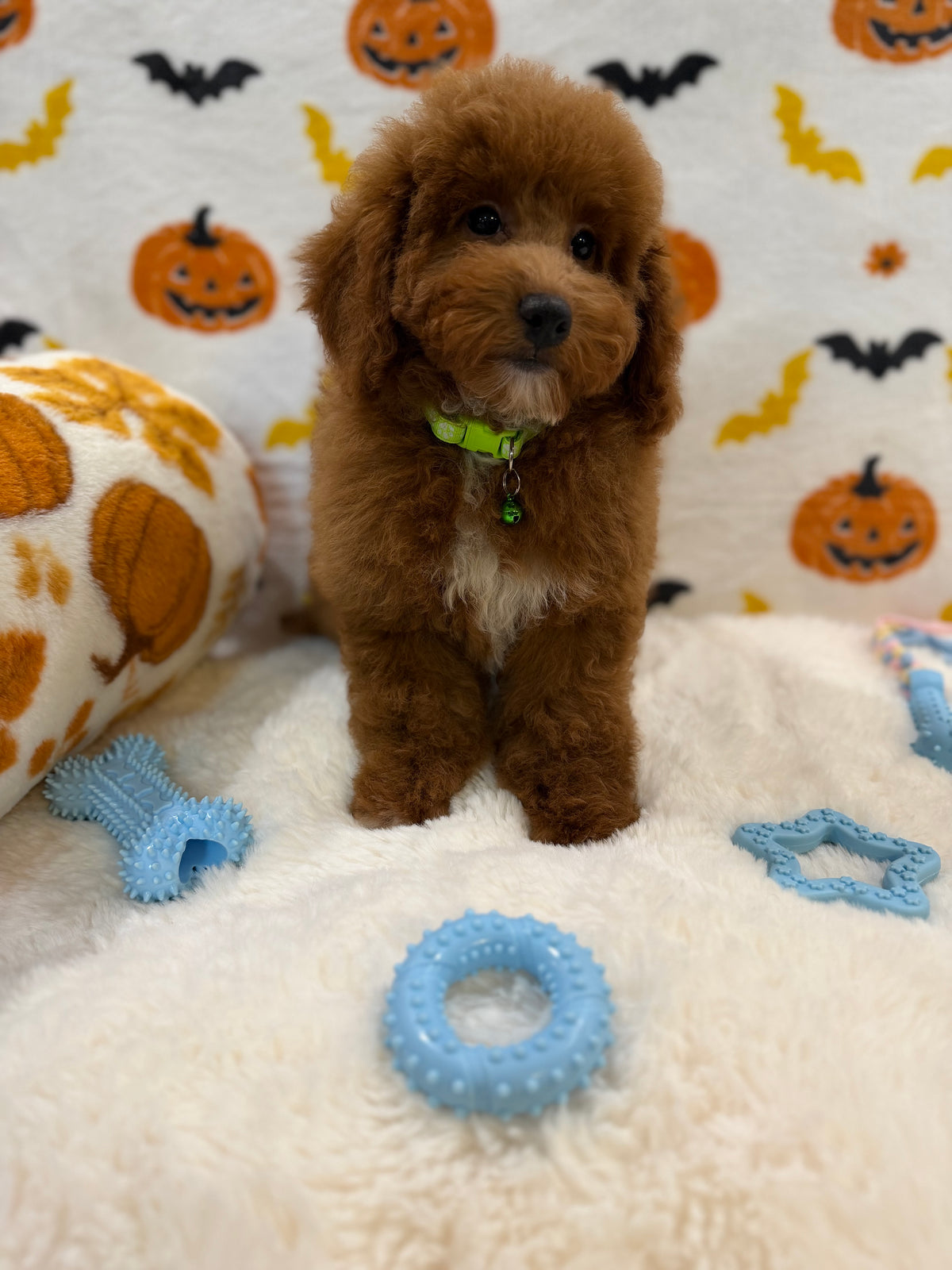 LINO (ACA Mini Poodle)