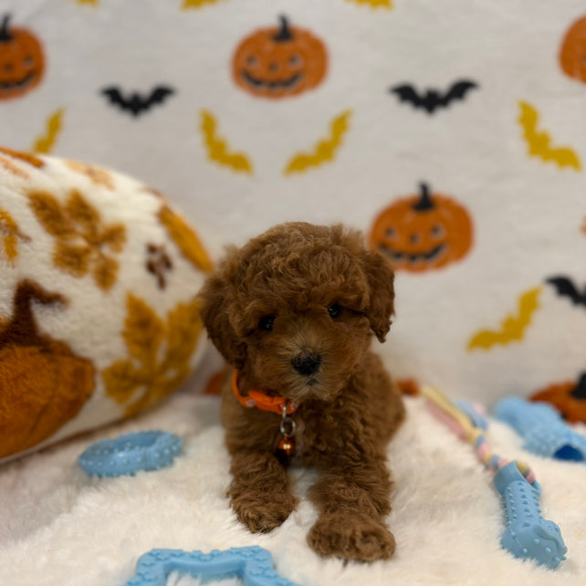 BENTLEY (AKC Toy Poodle)