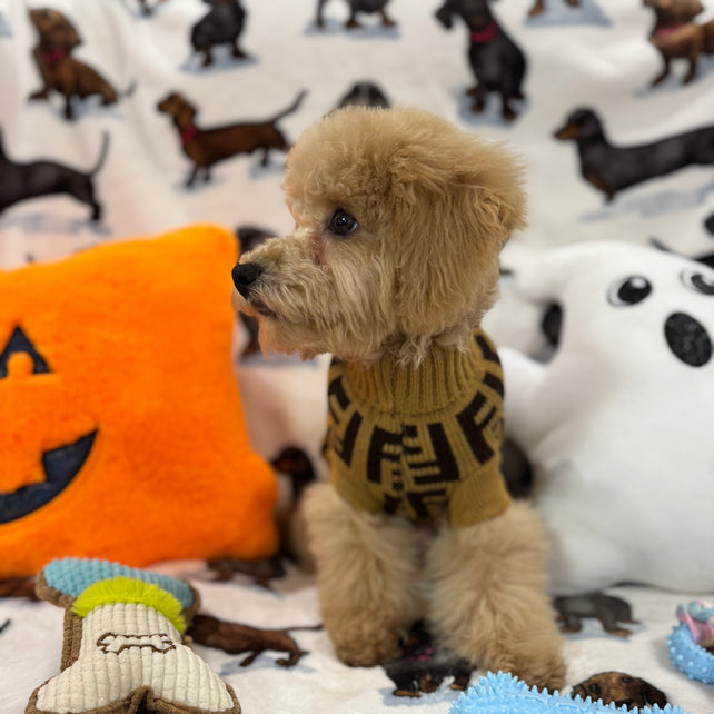 TURBO (Bichon Poodle)