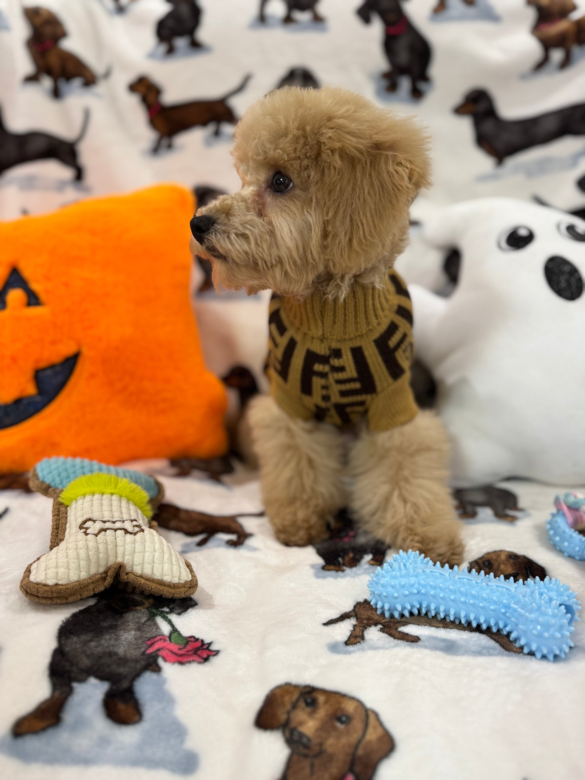 TURBO (Bichon Poodle)