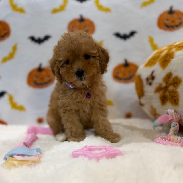 BAILEY (AKC Toy Poodle)