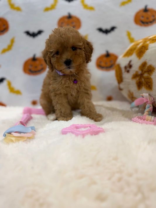 BAILEY (AKC Toy Poodle)