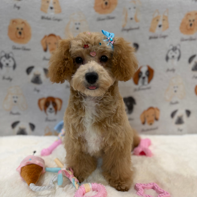 MILLY (Bichon-Poodle)