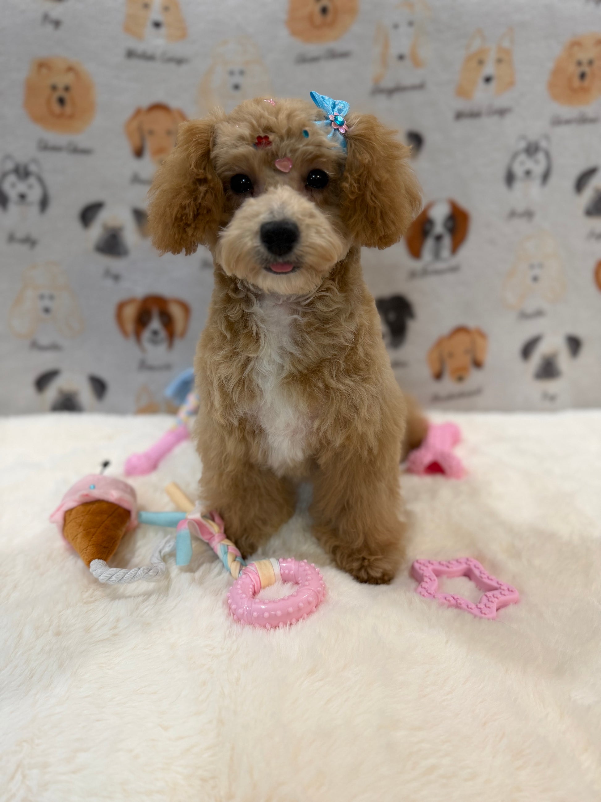 MILLY (Bichon-Poodle)