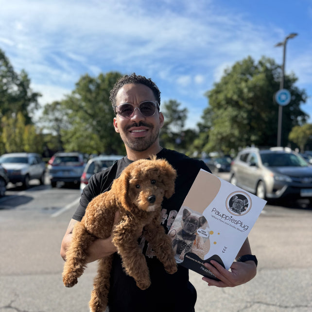 TANGO (Toy Poodle)