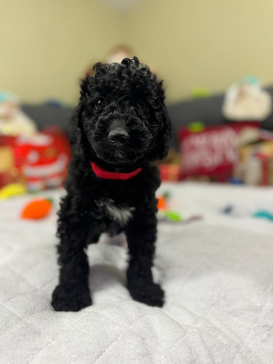 Hank (Mini-Poodle)