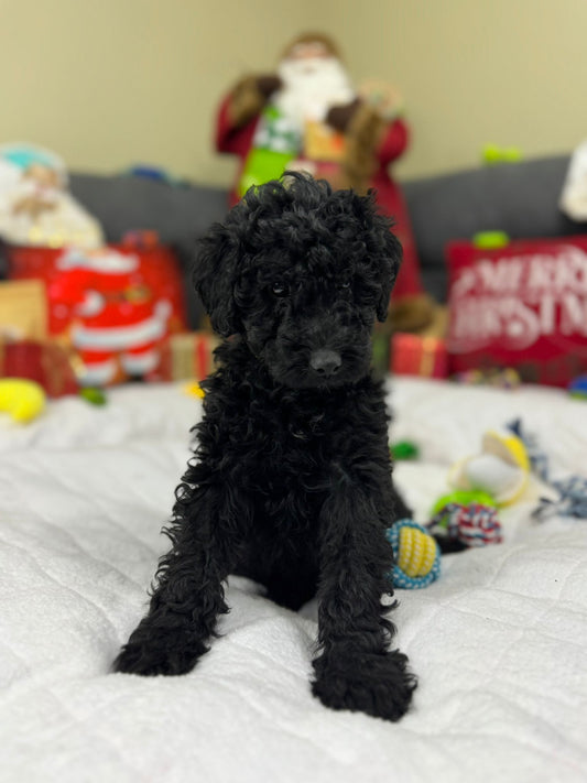 Harry (Mini-Poodle)