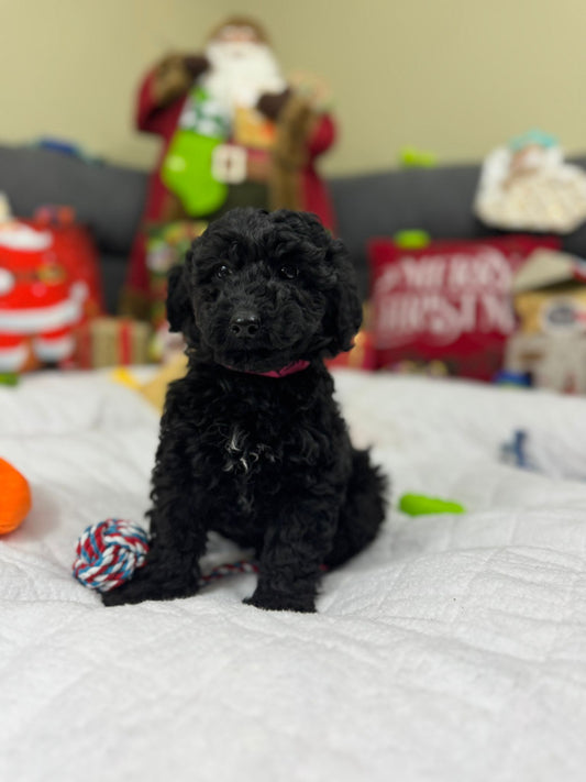 Honey (Mini-Poodle)