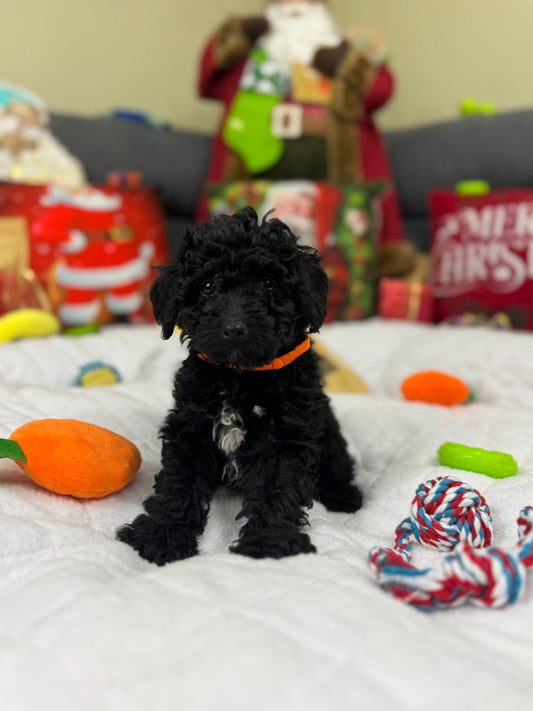 Hunter (Mini-Poodle)