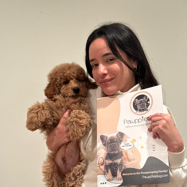 BLAKE (Miniature Poodle)