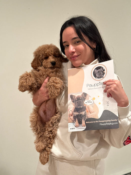 BLAKE (Miniature Poodle)