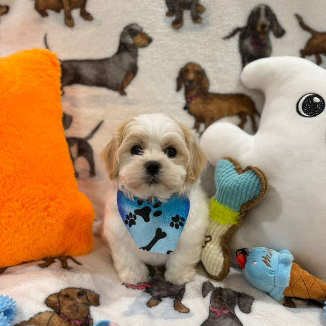 JAKE (Shichon - Teddy Bear)