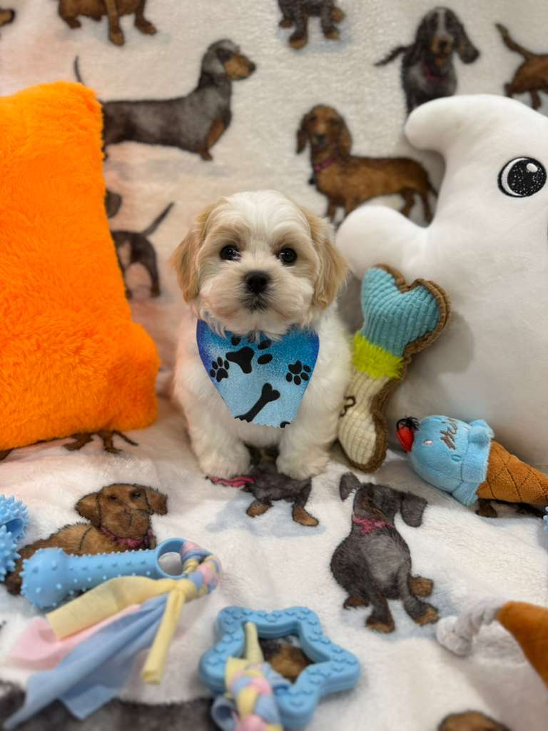 JAKE (Shichon - Teddy Bear)