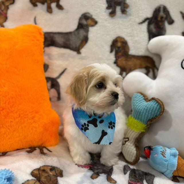 JAKE (Shichon - Teddy Bear)