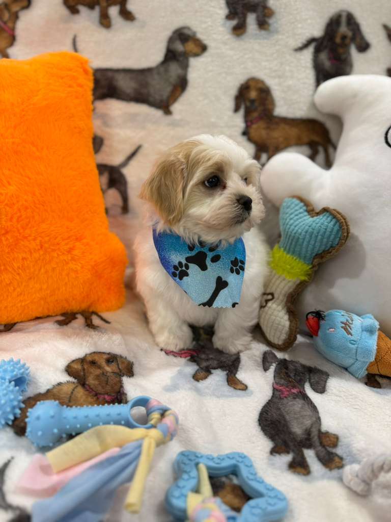 JAKE (Shichon - Teddy Bear)