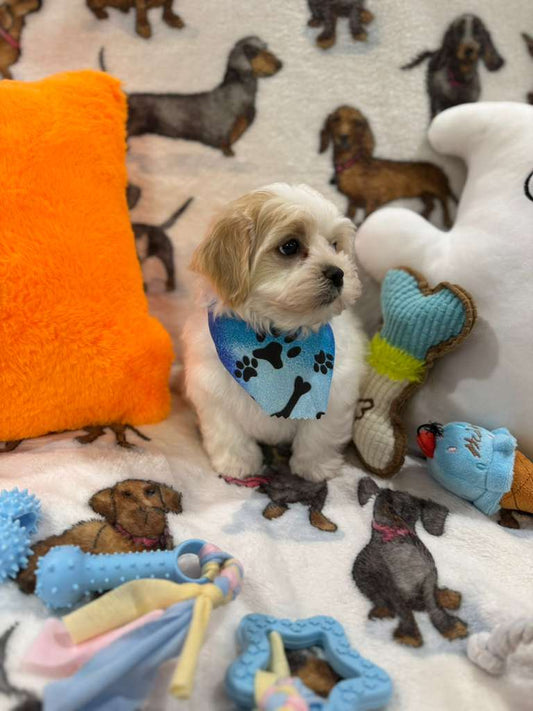 JAKE (Shichon - Teddy Bear)