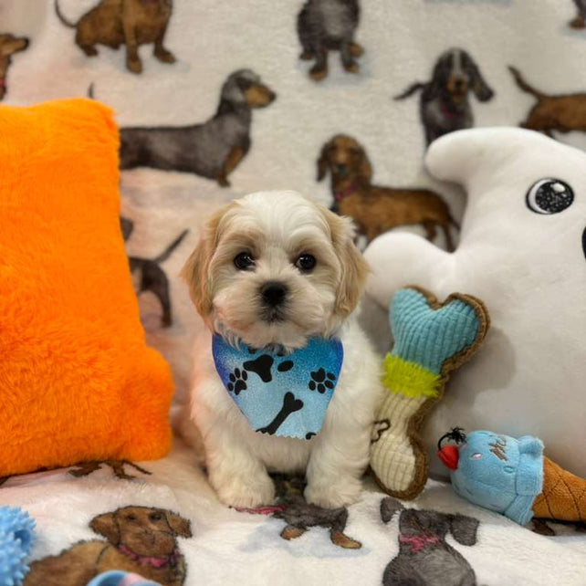 JAKE (Shichon - Teddy Bear)