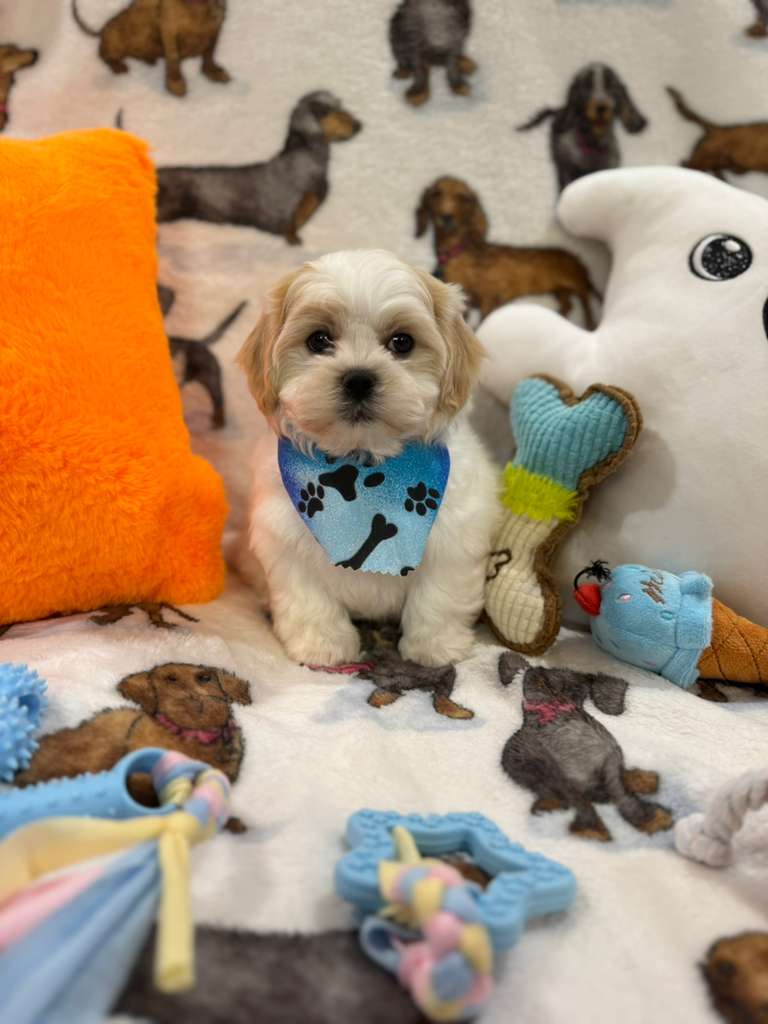 JAKE (Shichon - Teddy Bear)