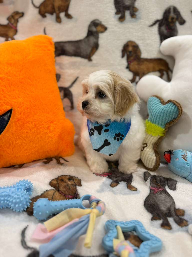JAKE (Shichon - Teddy Bear)
