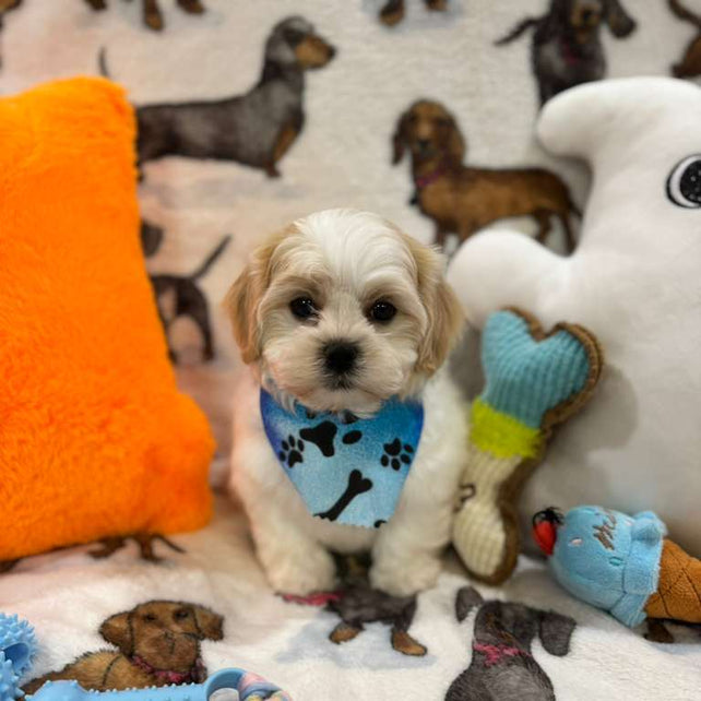 JAKE (Shichon - Teddy Bear)
