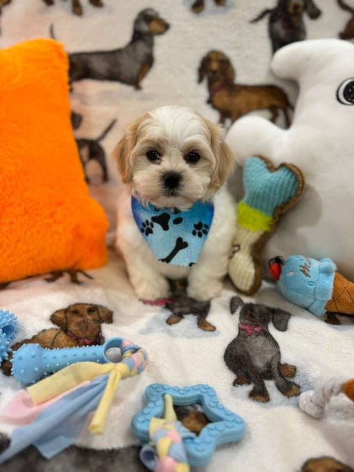 JAKE (Shichon - Teddy Bear)