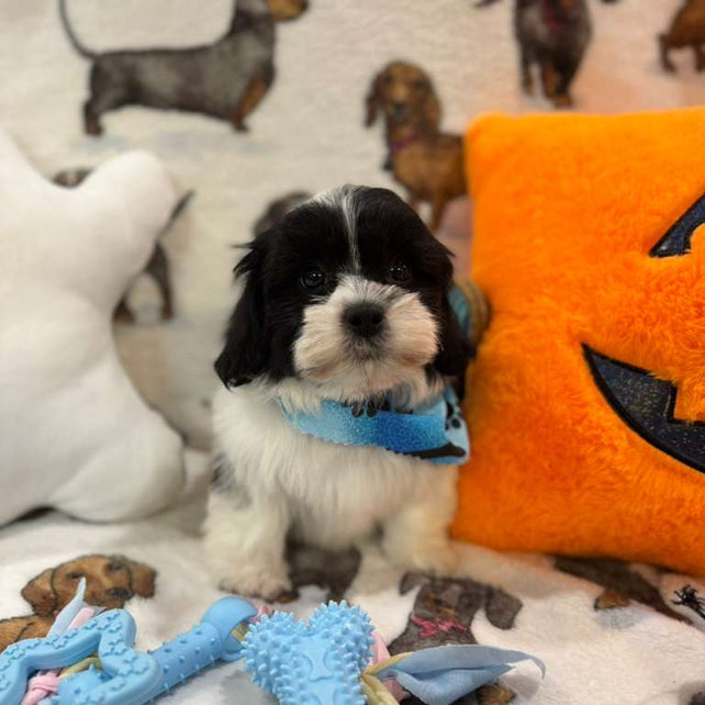 JORDI (Shichon - Teddy Bear)