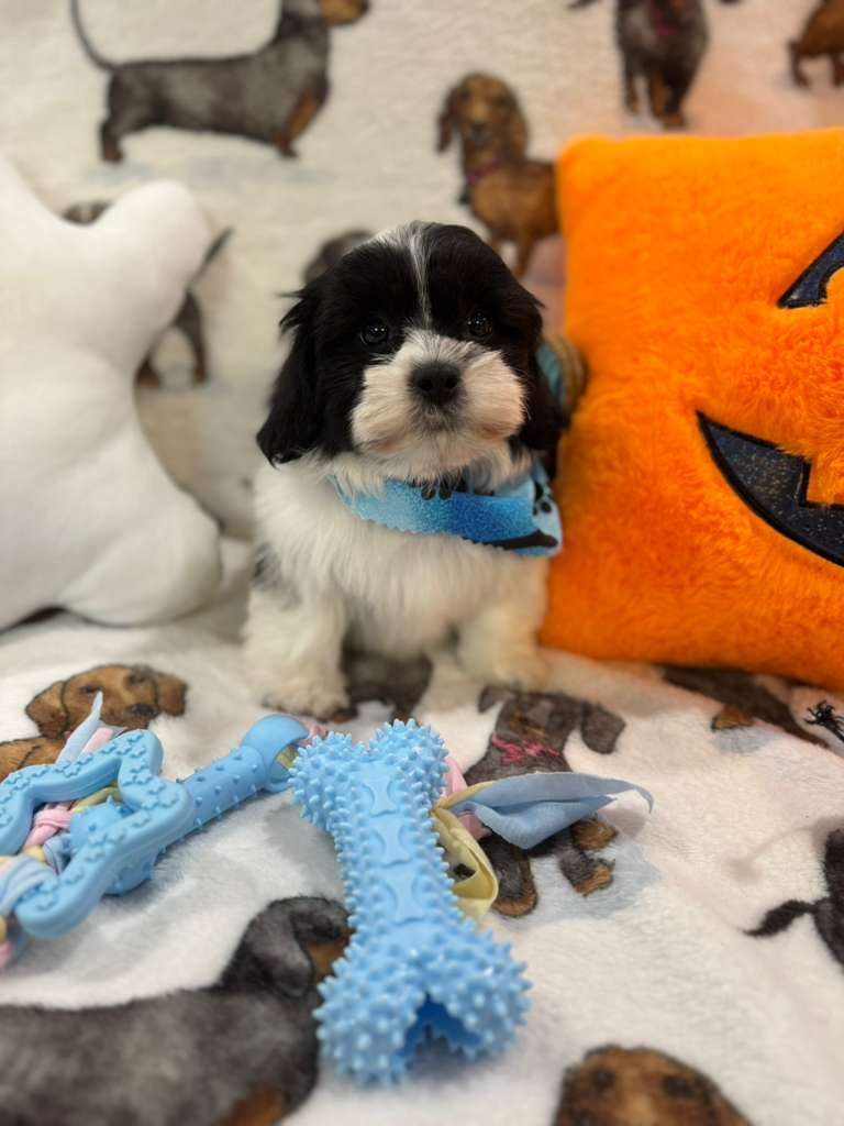 JORDI (Shichon - Teddy Bear)