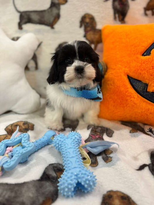 JORDI (Shichon - Teddy Bear)