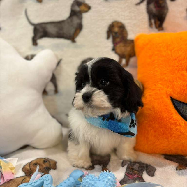 JORDI (Shichon - Teddy Bear)